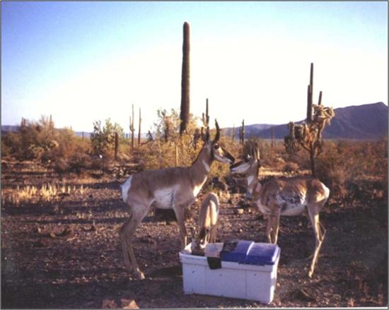 Endangered Sonoran pronghorn antelope in Organ Pipe Cactus National Monument.