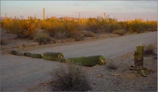 Destroyed cactus blocking a roadway in a U.S. National Park in Arizona.