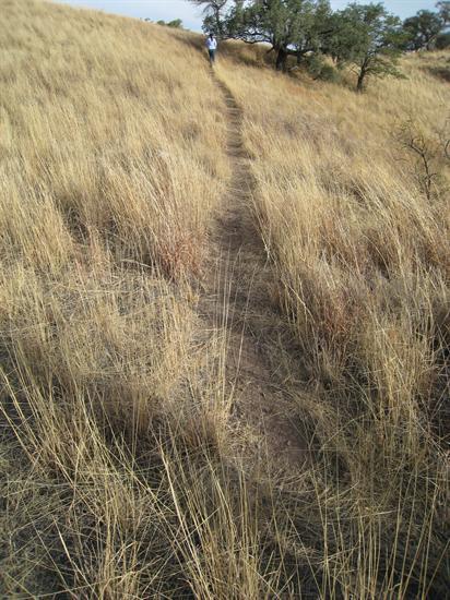 Foot trail through the Coronado National Forest. Source: Natural Resources Committee